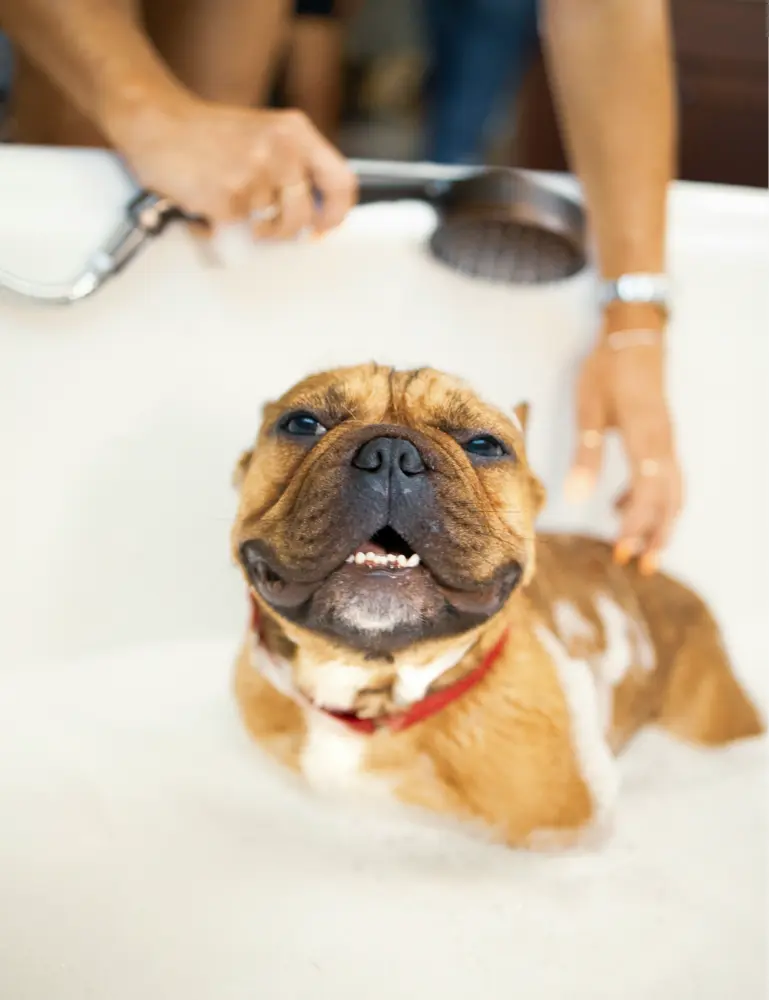 Sand + Paws Pet Shampoo & Conditioner - Banana Cream - Image 2