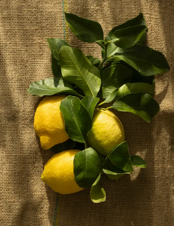 Olive Lemon 12 Oz Scented Candle - Image 2
