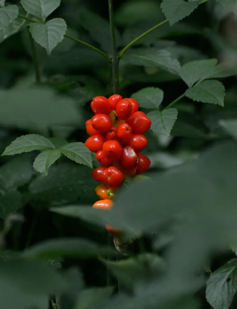 Berry Currant 10 Oz Scented Candle - Image 2