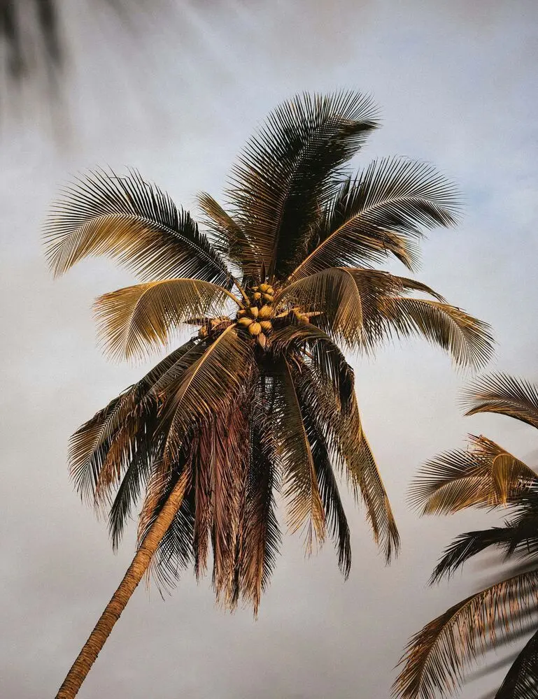 Coconut Sandalwood 100 Ml Hair Perfume - Image 2