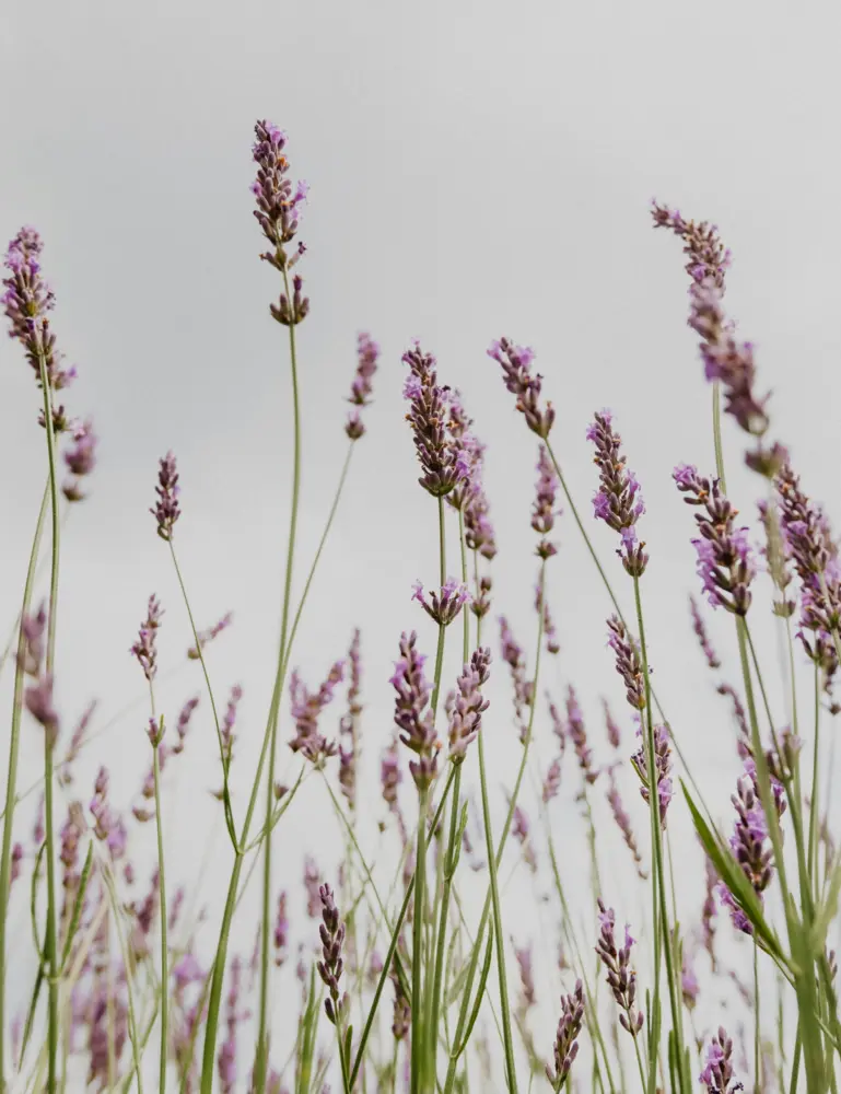 Lavender 12 Oz Scented Candle - Image 2