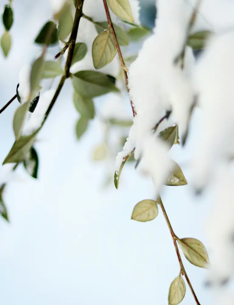 Snowy Eucalyptus 15.7 Oz Liquid Hand Soap - Image 2
