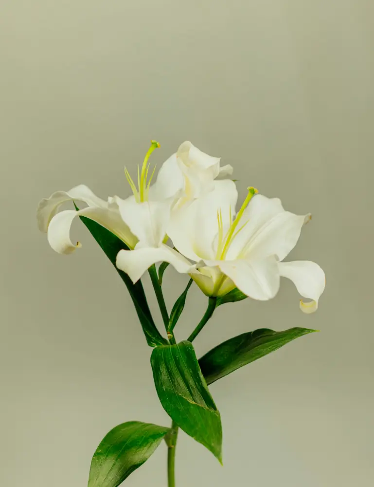 Gardenia Natural Home 7 Oz Scented Candle - Image 2