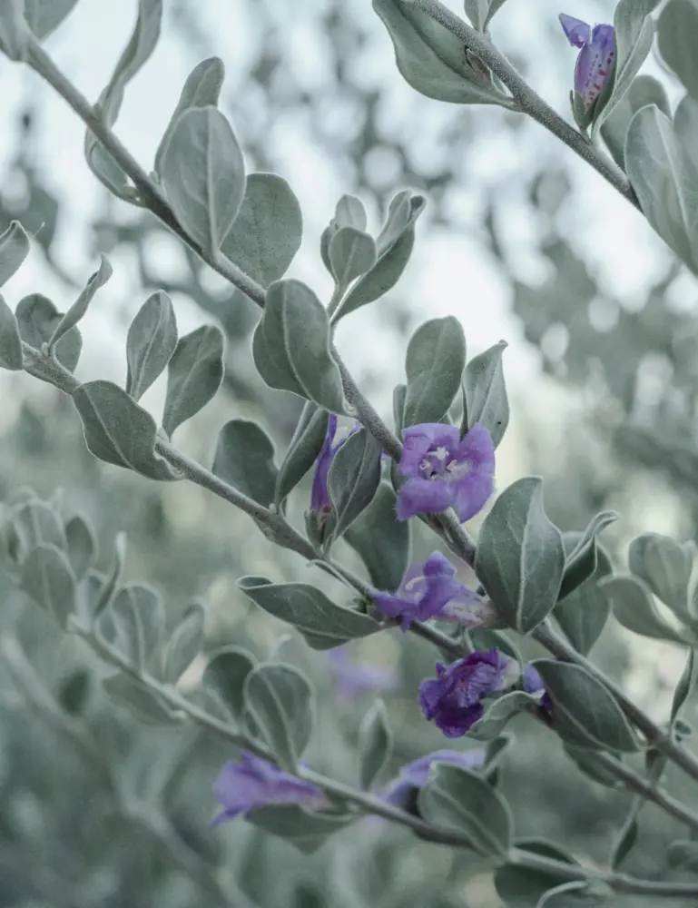 Eucalyptus & Lavender 12 Oz Scented Candle - Image 5