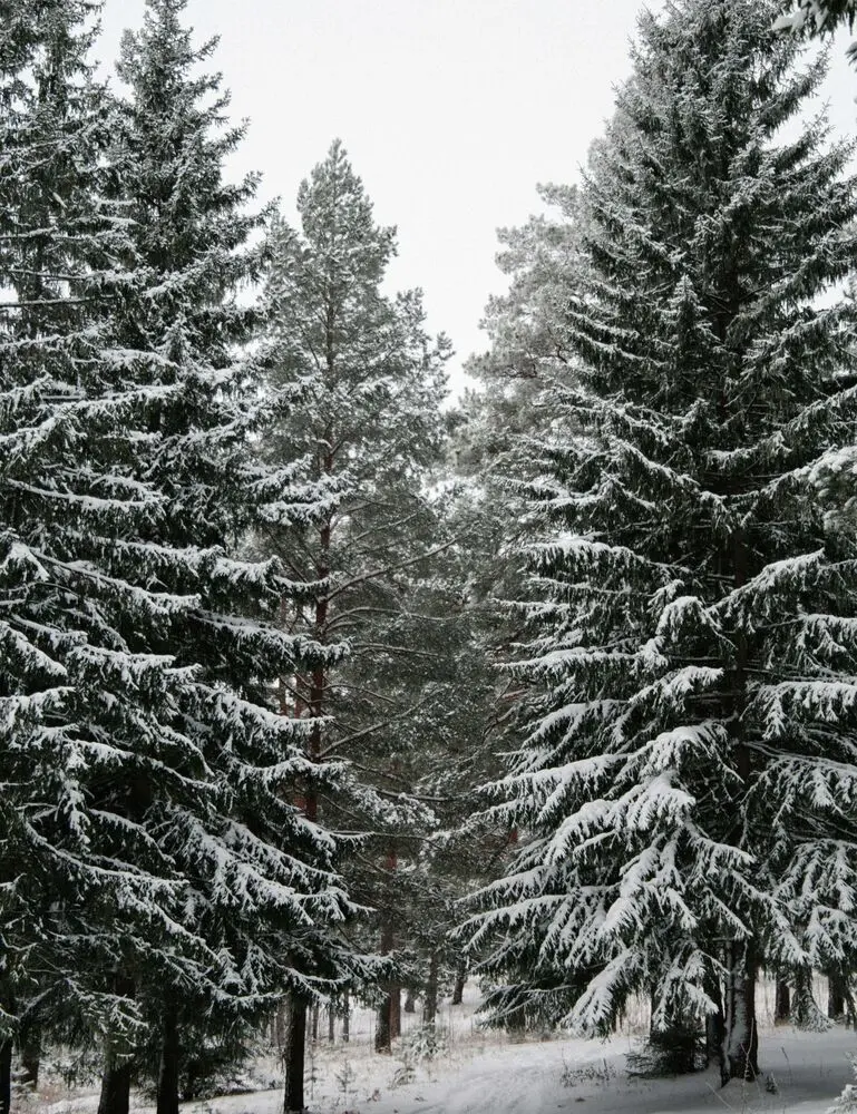 Winter Pine 34 Oz Scented Candle - Image 2