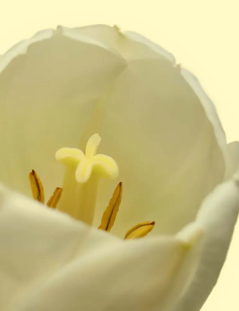 White Tulip 50ml Perfume Oil Rollerball - Image 2