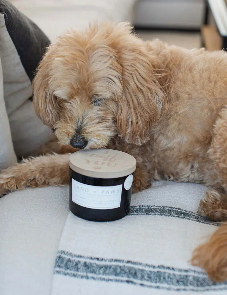 Sand + Paws California Beach House 12 Oz Scented Candle - Image 5