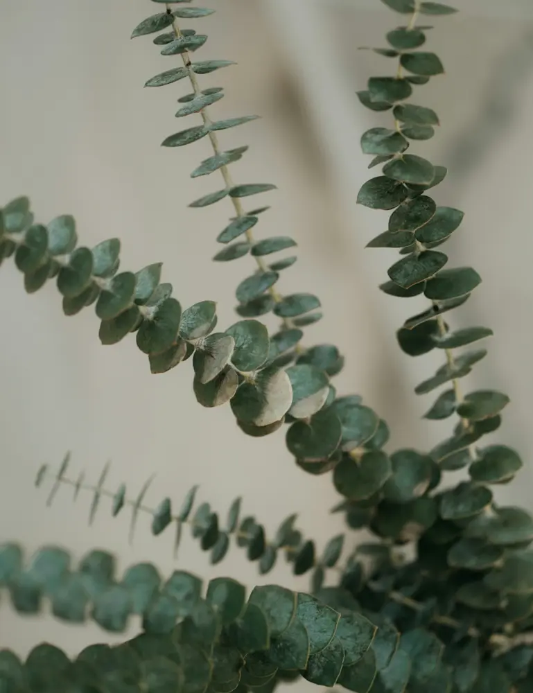 Eucalyptus & Sage 110 Ml Reed Diffuser - Image 4