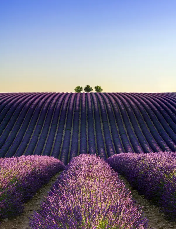 Provence Lavender & Woods 10 Oz Scented Candle - Image 2