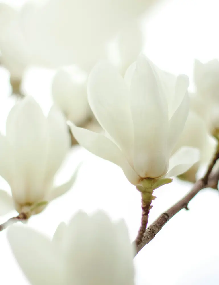Ivory Bloom 50 Ml Perfume Oil Rollerball - Image 2