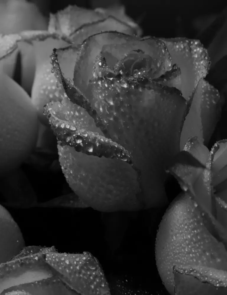 Rose Dew 50ml Perfume Oil Dropper - Image 2