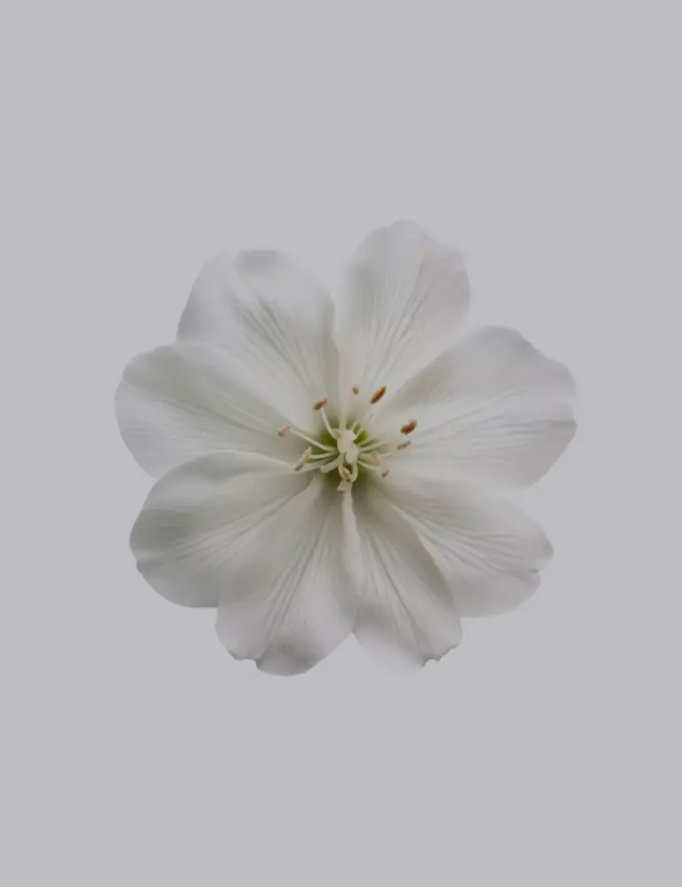 Fresh Jasmine 180 Ml Reed Diffuser - Image 2