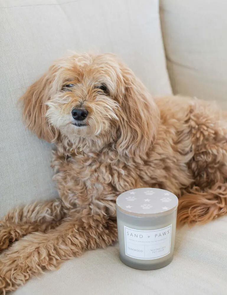 Sand + Paws Teakwood 21 Oz Scented Candle - Image 2